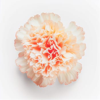 Top view of Carnation flower on a white background, perfect for representing the theme of Valentine's Day.