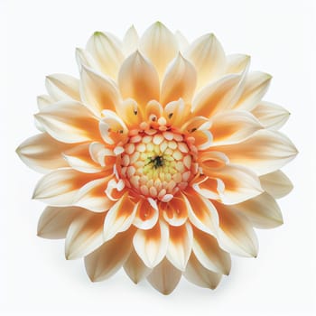 Top view of Dahlia flower on a white background, perfect for representing the theme of Valentine's Day.