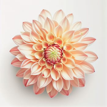 Top view of Dahlia flower on a white background, perfect for representing the theme of Valentine's Day.