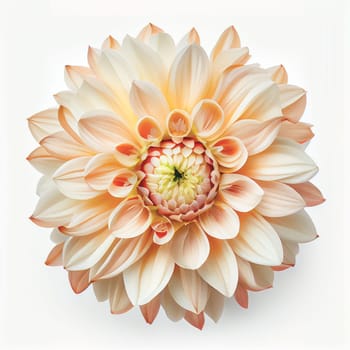 Top view of Dahlia flower on a white background, perfect for representing the theme of Valentine's Day.