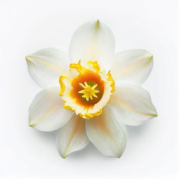 Top view of Daffodils flower on a white background, perfect for representing the theme of Valentine's Day.