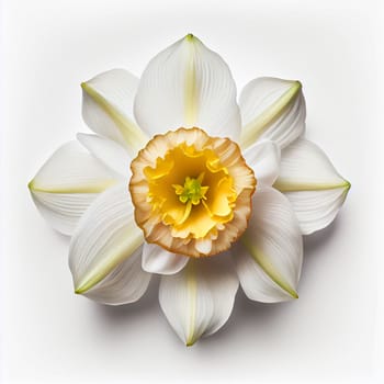 Top view of Daffodils flower on a white background, perfect for representing the theme of Valentine's Day.