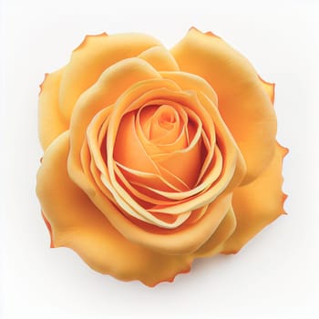 Top view of Yellow Rose flower on a white background, perfect for representing the theme of Valentine's Day.