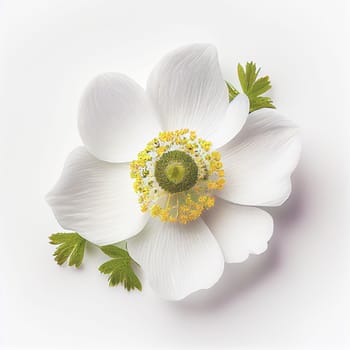 Top view of Anemone flower on a white background, perfect for representing the theme of Valentine's Day.