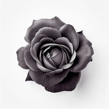 Top view of Black Rose flower on a white background, perfect for representing the theme of Valentine's Day.