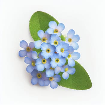 Forget-me-not flower in a top view, isolated on a white background, suitable for use on Valentine's Day cards, love letters, or springtime designs.