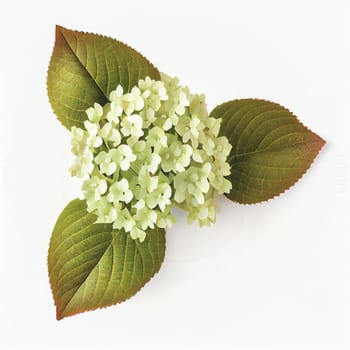 Oak-leaf hydrangea flower in a top view, isolated on a white background, suitable for use on Valentine's Day cards, love letters, or springtime designs.