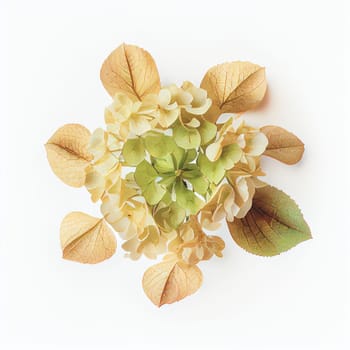 Oak-leaf hydrangea flower in a top view, isolated on a white background, suitable for use on Valentine's Day cards, love letters, or springtime designs.