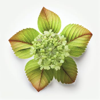 Oak-leaf hydrangea flower in a top view, isolated on a white background, suitable for use on Valentine's Day cards, love letters, or springtime designs.