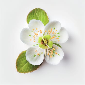 Top view a Apple blossom flower isolated on a white background, suitable for use on Valentine's Day cards, love letters, or springtime designs.