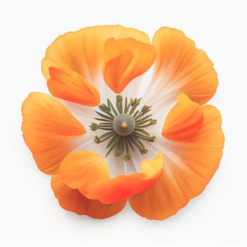 Top view a California poppy flower isolated on a white background, suitable for use on Valentine's Day cards, love letters, or springtime designs.