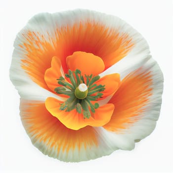 Top view a California poppy flower isolated on a white background, suitable for use on Valentine's Day cards, love letters, or springtime designs.