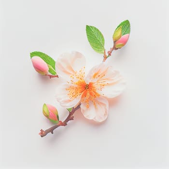 Top view a Peach blossom flower isolated on a white background, suitable for use on Valentine's Day cards, love letters, or springtime designs.