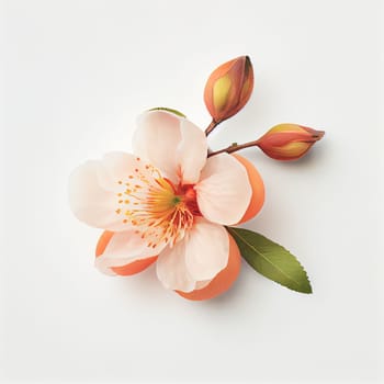 Top view a Peach blossom flower isolated on a white background, suitable for use on Valentine's Day cards, love letters, or springtime designs.