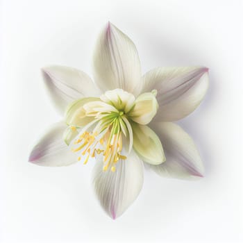 Top view a Columbine flower isolated on a white background, suitable for use on Valentine's Day cards, love letters, or springtime designs.