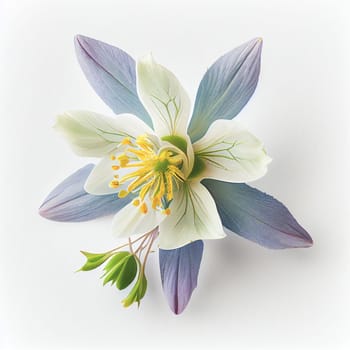 Top view a Columbine flower isolated on a white background, suitable for use on Valentine's Day cards, love letters, or springtime designs.