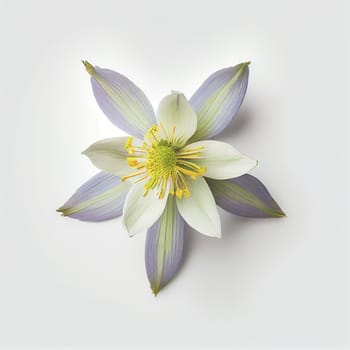 Top view a Columbine flower isolated on a white background, suitable for use on Valentine's Day cards, love letters, or springtime designs.