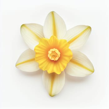 Top view a Daffodil flower isolated on a white background, suitable for use on Valentine's Day cards, love letters, or springtime designs.