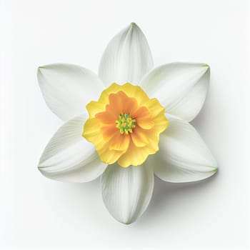 Top view a Daffodil flower isolated on a white background, suitable for use on Valentine's Day cards, love letters, or springtime designs.