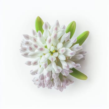 Top view a Hyacinth flower isolated on a white background, suitable for use on Valentine's Day cards, love letters, or springtime designs.