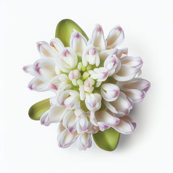 Top view a Hyacinth flower isolated on a white background, suitable for use on Valentine's Day cards, love letters, or springtime designs.