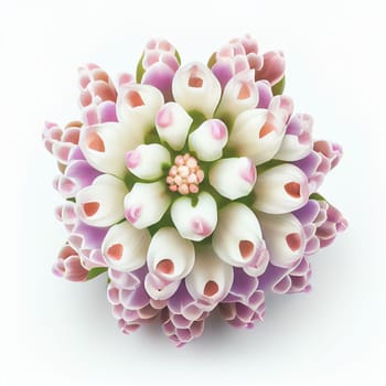 Top view a Hyacinth flower isolated on a white background, suitable for use on Valentine's Day cards, love letters, or springtime designs.