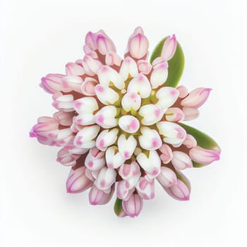 Top view a Hyacinth flower isolated on a white background, suitable for use on Valentine's Day cards, love letters, or springtime designs.
