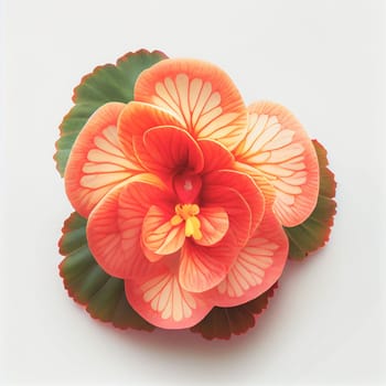 Top view a Begonia flower isolated on a white background, suitable for use on Valentine's Day cards, love letters, or springtime designs.