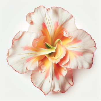 Top view a Gladiolus flower isolated on a white background, suitable for use on Valentine's Day cards, love letters, or springtime designs.