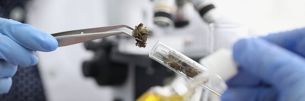 Scientist puts dry sample of cannabis into test tube. Herbal alternative medicine and cbd oil concept