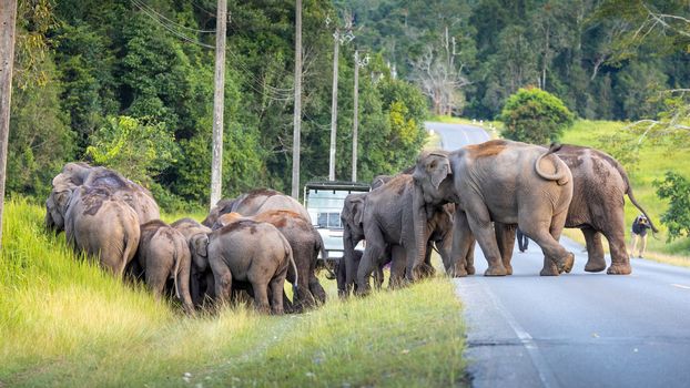 Wild elephants walking from green grass field and crossing rural road inside tropical rainforest with tourists observed in Khao yai national park, Thailand.