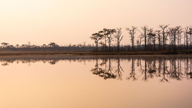 Natural scene of pine woods reflecting on flat water surface of lake at sunrise.