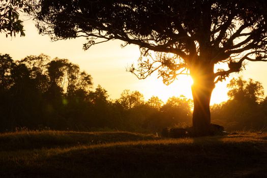 Silhouetted scene of big tree on hill slope with background of sunlight.