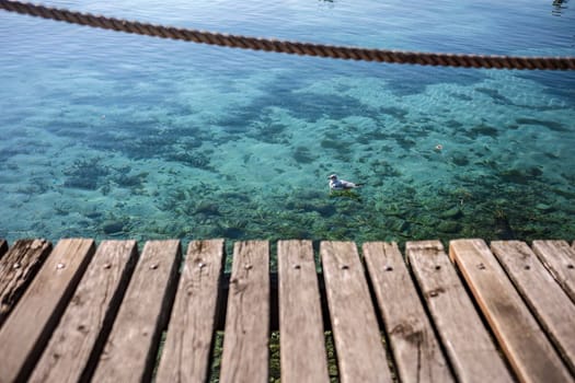 A beautiful seagull swimming gracefully in the pristine waters of Lake Garda, the largest lake in Italy, surrounded by breathtaking scenery