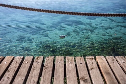 A beautiful seagull swimming gracefully in the pristine waters of Lake Garda, the largest lake in Italy, surrounded by breathtaking scenery