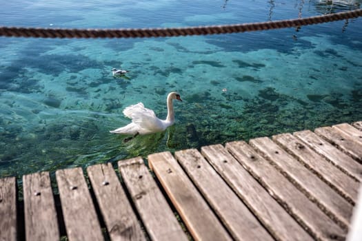 A seagull and a swan swimming peacefully in the pristine waters of Lake Garda, surrounded by stunning mountain scenery.