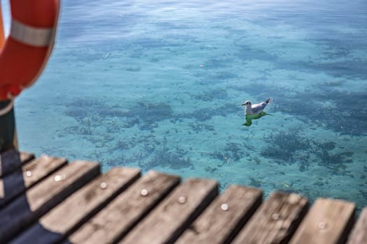 A beautiful seagull swimming gracefully in the pristine waters of Lake Garda, the largest lake in Italy, surrounded by breathtaking scenery