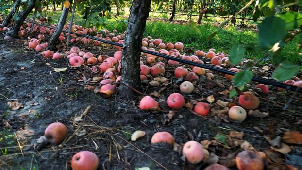 close up, Many ripe fallen apples lying on the ground under apple trees in an orchard. early autumn. harvest of apples on the farm. High quality photo