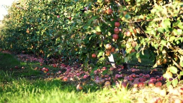 close up, Many ripe fallen apples lying on the ground under apple trees in an orchard. early autumn. harvest of apples on the farm. High quality photo
