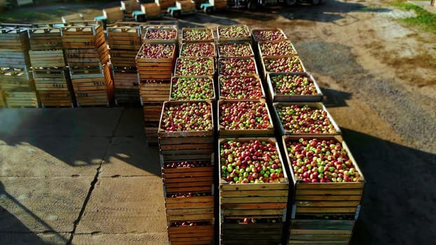 aero top view. wooden containers, boxes filled to the top with ripe red and green delicious apples, during annual harvesting period in apple orchard. fresh picked apple harvest on farm. High quality photo