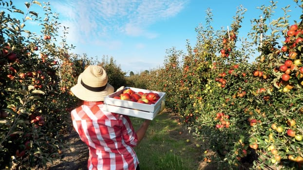 in the sun's rays, female farmer in plaid shirt and hat walks between the rows of apple trees. she holds box with fresh juicy, selective apples. back view. red apple harvest in the garden, on the farm. High quality photo