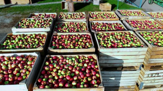 aero top view. wooden containers, boxes filled to the top with ripe red and green delicious apples, during annual harvesting period in apple orchard. fresh picked apple harvest on farm. High quality photo