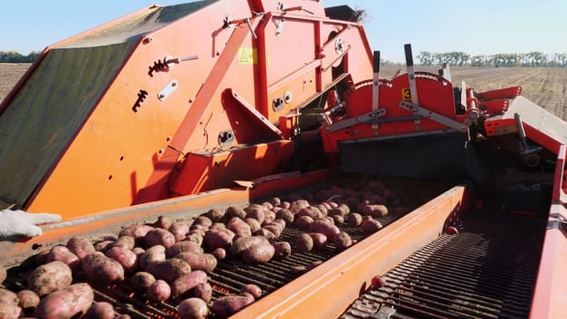 close-up. Red colored potato harvester, digs up and places potatoes on conveyor belt to special container. Farm machinery Harvesting fresh organic potatoes in an agricultural field. early autumn. High quality photo
