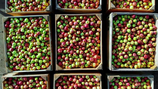 close-up, aero top view. wooden containers, boxes filled to the top with ripe red and green delicious apples, during annual harvesting period in apple orchard. fresh picked apple harvest on farm. High quality photo