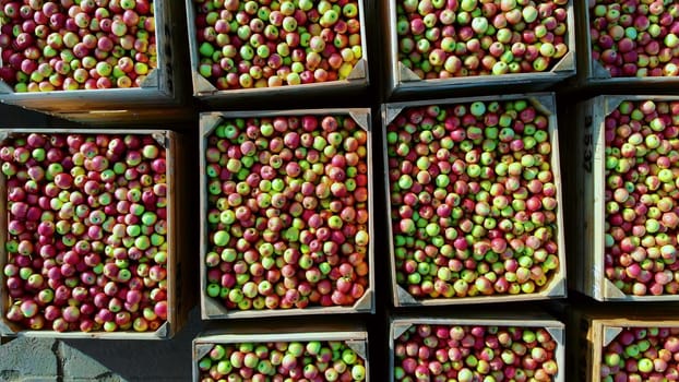 close-up, aero top view. wooden containers, boxes filled to the top with ripe red and green delicious apples, during annual harvesting period in apple orchard. fresh picked apple harvest on farm. High quality photo