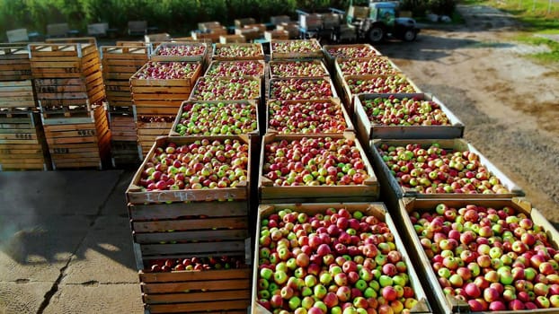 aero top view. wooden containers, boxes filled to the top with ripe red and green delicious apples, during annual harvesting period in apple orchard. fresh picked apple harvest on farm. High quality photo