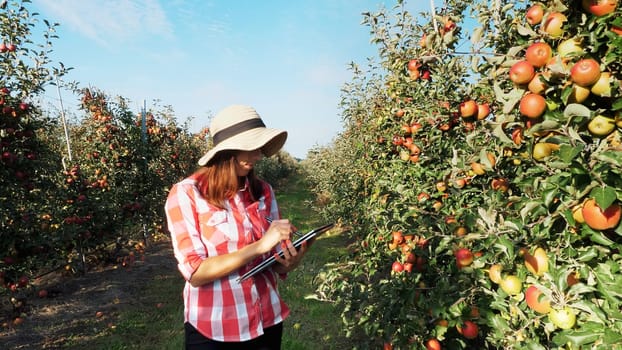 View of a Young female business farmer or agronomist working in the apple garden, using digital tablet for better quality control, Focused on work.. Smart farming and digital agriculture concept. High quality photo