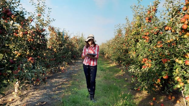 View of a Young female business farmer or agronomist working in the apple garden, makes notes on a tablet for better quality control, Focused on work.. Smart farming and digital agriculture concept. High quality photo