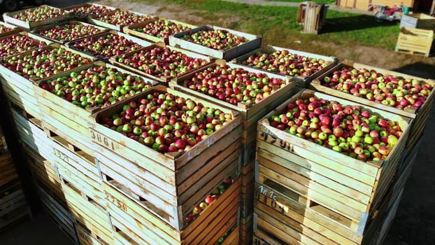 aero top view. wooden containers, boxes filled to the top with ripe red and green delicious apples, during annual harvesting period in apple orchard. fresh picked apple harvest on farm. High quality photo