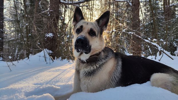 Dog German Shepherd in winter day and white snow arround. Waiting eastern European dog veo in cold weather. Partial focus